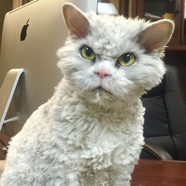 Albert - The sheep cat