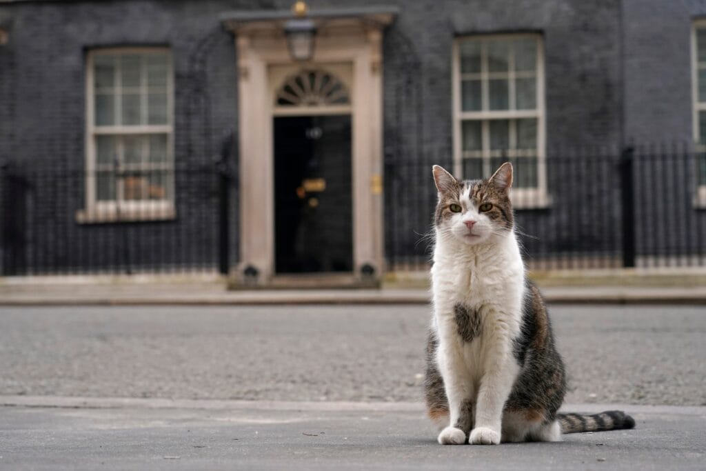 Larry - Chief Mouser to the Cabinet Office