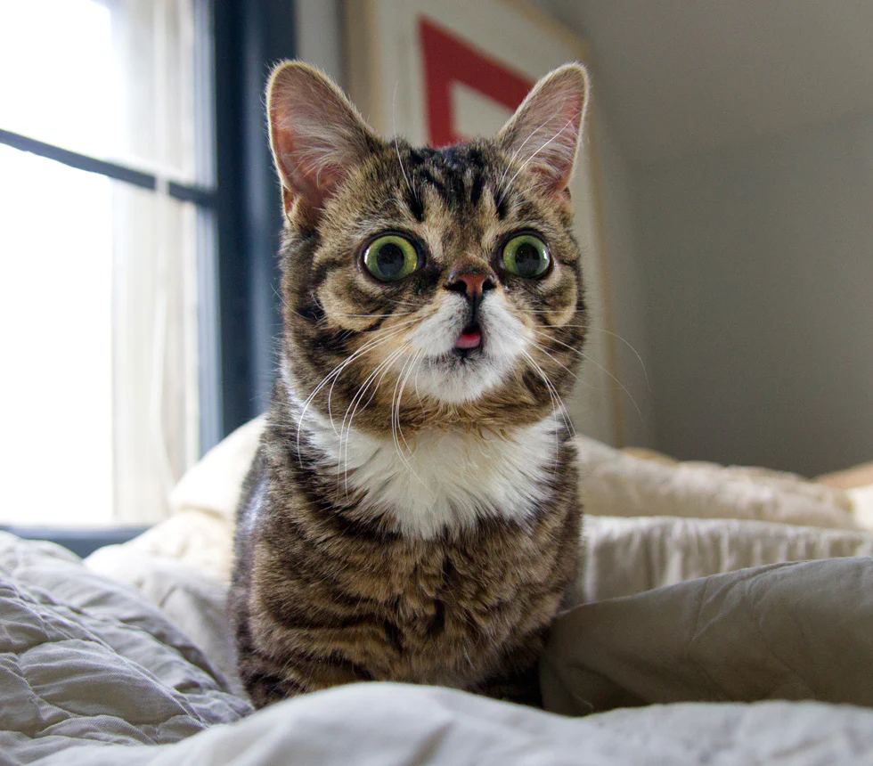 Lil bub, cat with wide eyes on a bed