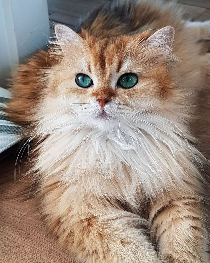 Smoothie Smoothie - The most photogenic cat