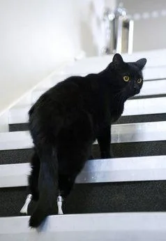 Oscar (bionic cat) - The world's first bionic cat