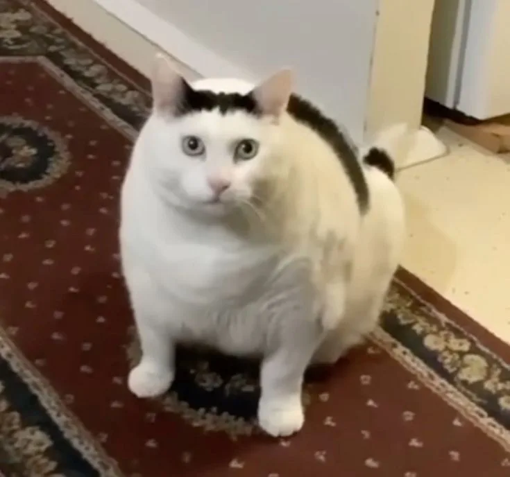 Bender Chonky Bender Chonky - The 'Huh' Cat