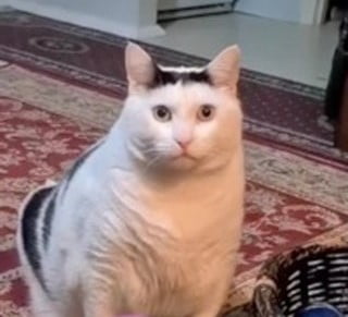 Bender Chonky - The 'Huh' Cat