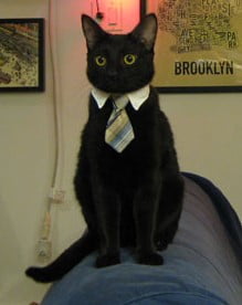 Business Cat