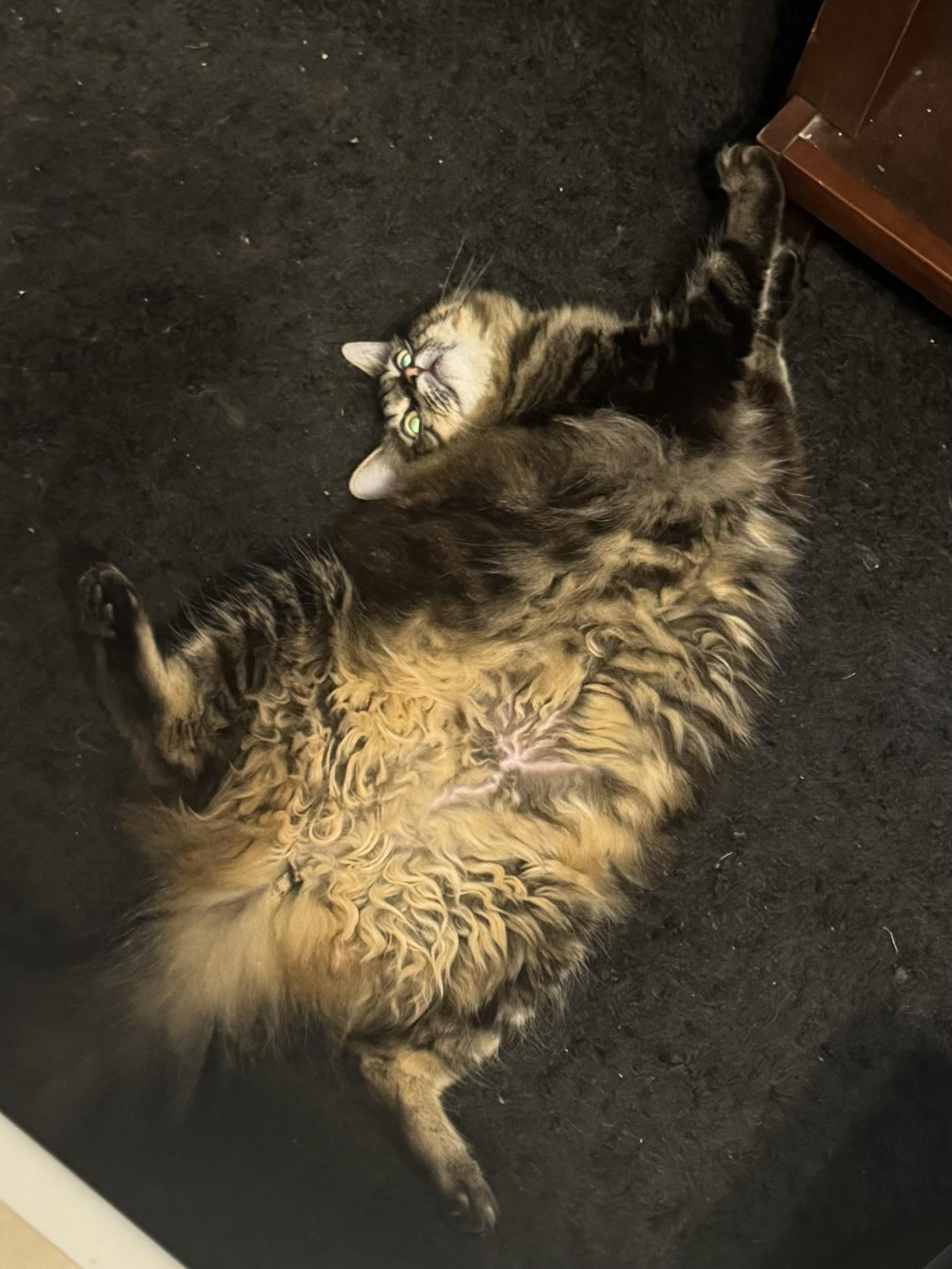 Belly floof from my youngest baby