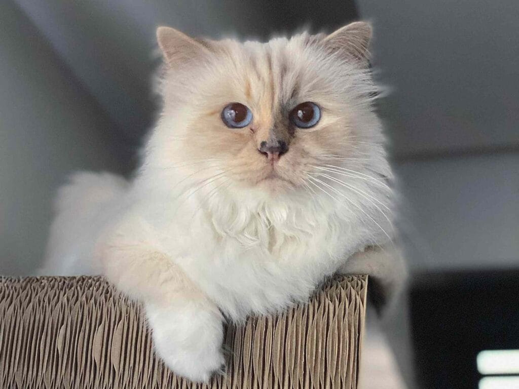 Choupette - The pet and muse of designer Karl Lagerfeld