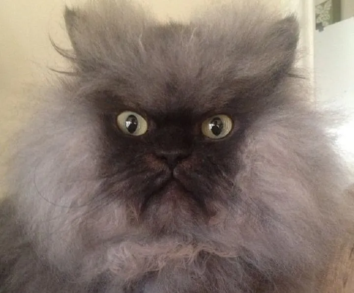 Colonel Meow