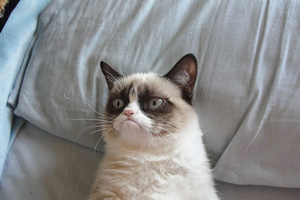 Grumpy Cat - The internet’s grumpiest cat