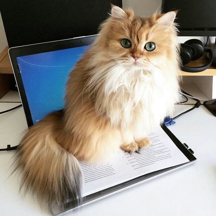 Smoothie Smoothie - The most photogenic cat