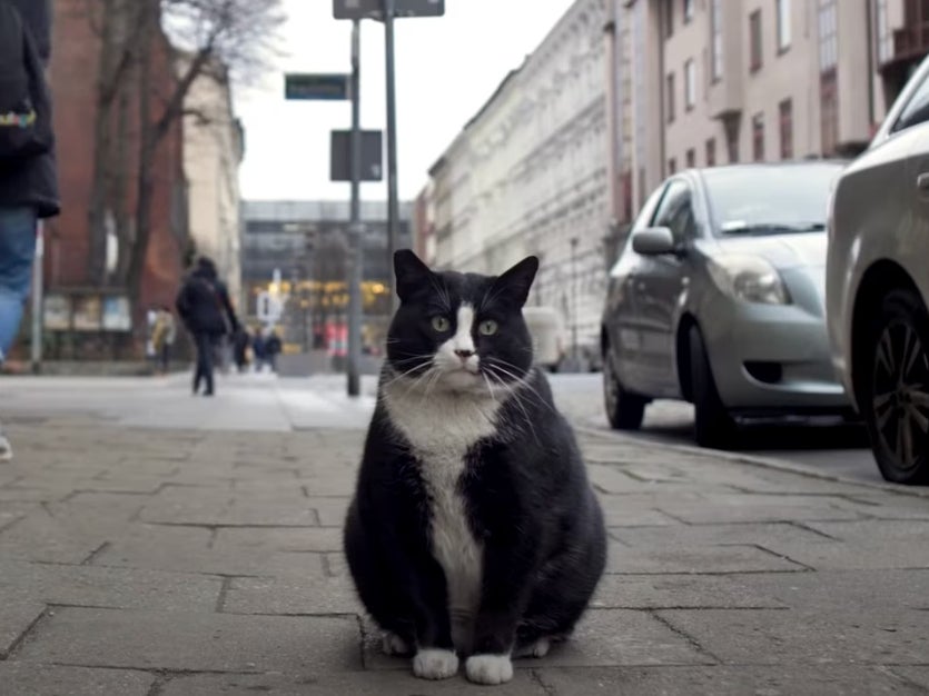 Gacek - King of Kaszubska Street