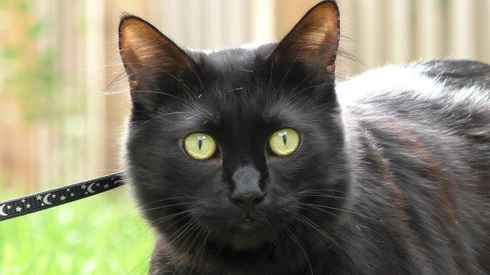 Cole - The black cat who raised awareness for shelter pets