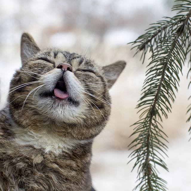 a cat with its mouth open