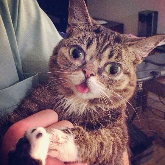 a cat with a surprised expression