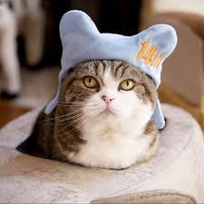 Maru - The "most famous cat on the internet"