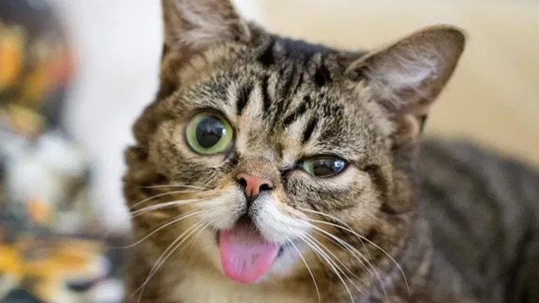 lil bub with its tongue out, winkin