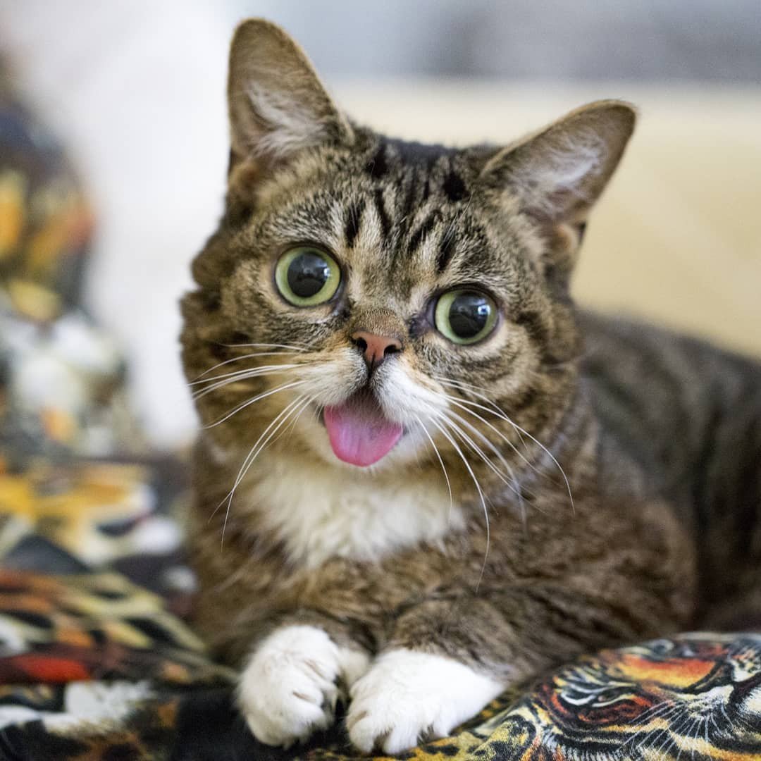 Lil Bub - The cat with osteopetrosis