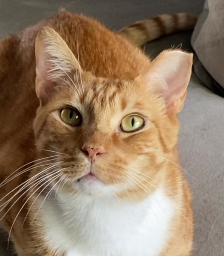 Marmalade - The cancer-surviving cat