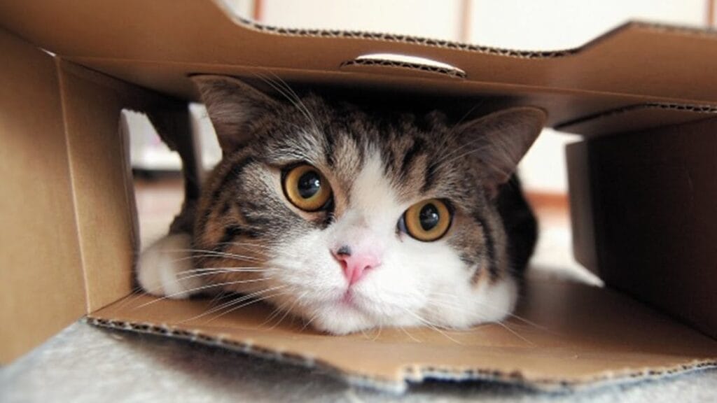 maru cat lying on a cardboard box