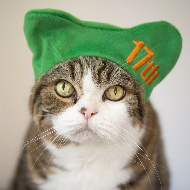 Maru - The "most famous cat on the internet"