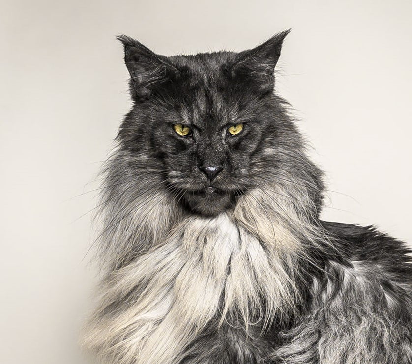 Mr. Vivo - The most handsome Maine Coon cat in the world