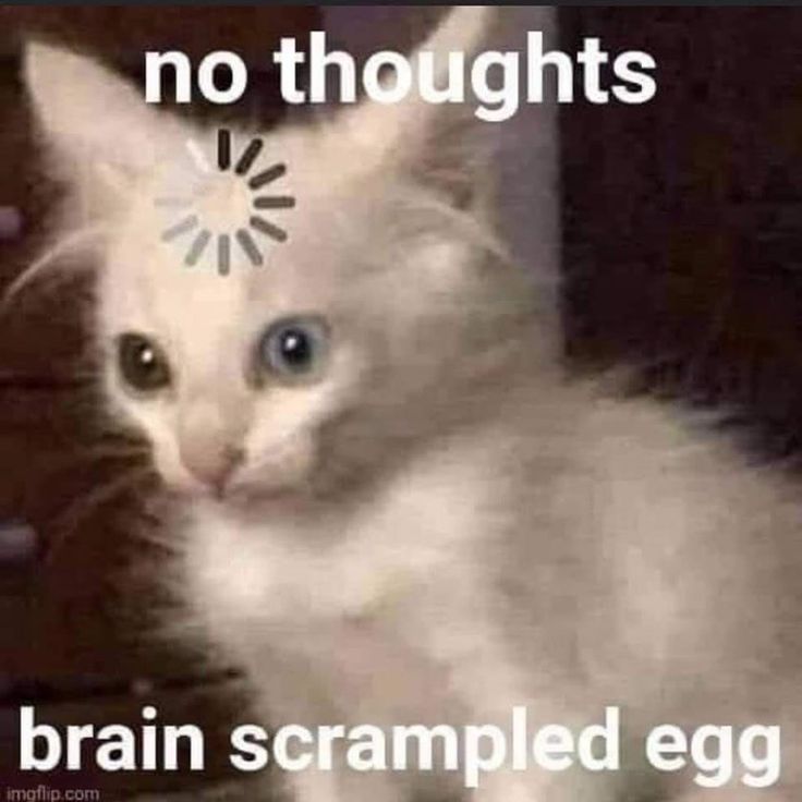 No thoughts brain scrampled egg