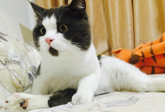 Banye (OMG cat) - The feline who is always surprised