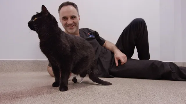 Oscar (bionic cat) - The world's first bionic cat