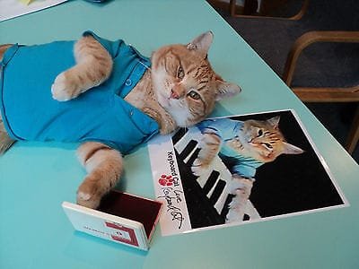 Fatso (Keyboard Cat) - The Keyboard Cat