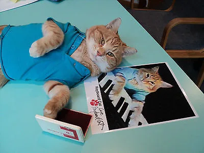 Fatso (Keyboard Cat) - The Keyboard Cat