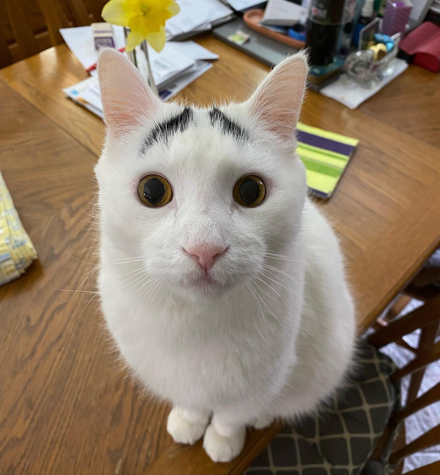 Sam - The cat with eyebrows