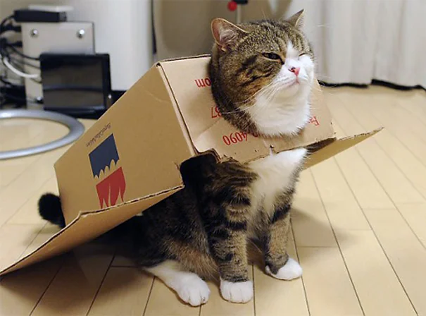 Maru - The "most famous cat on the internet"