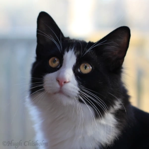 Tuxedo Stan - The cat who ran for mayor