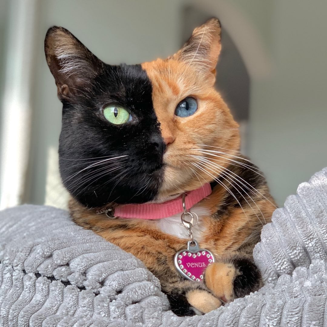 Venus - The two-faced cat