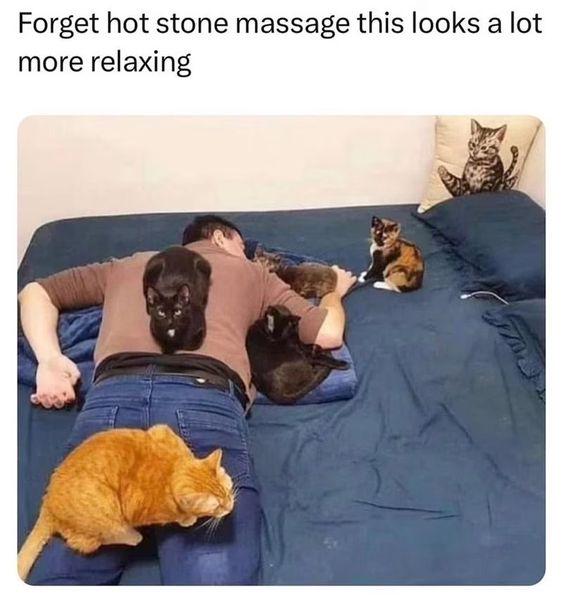 Cat massage