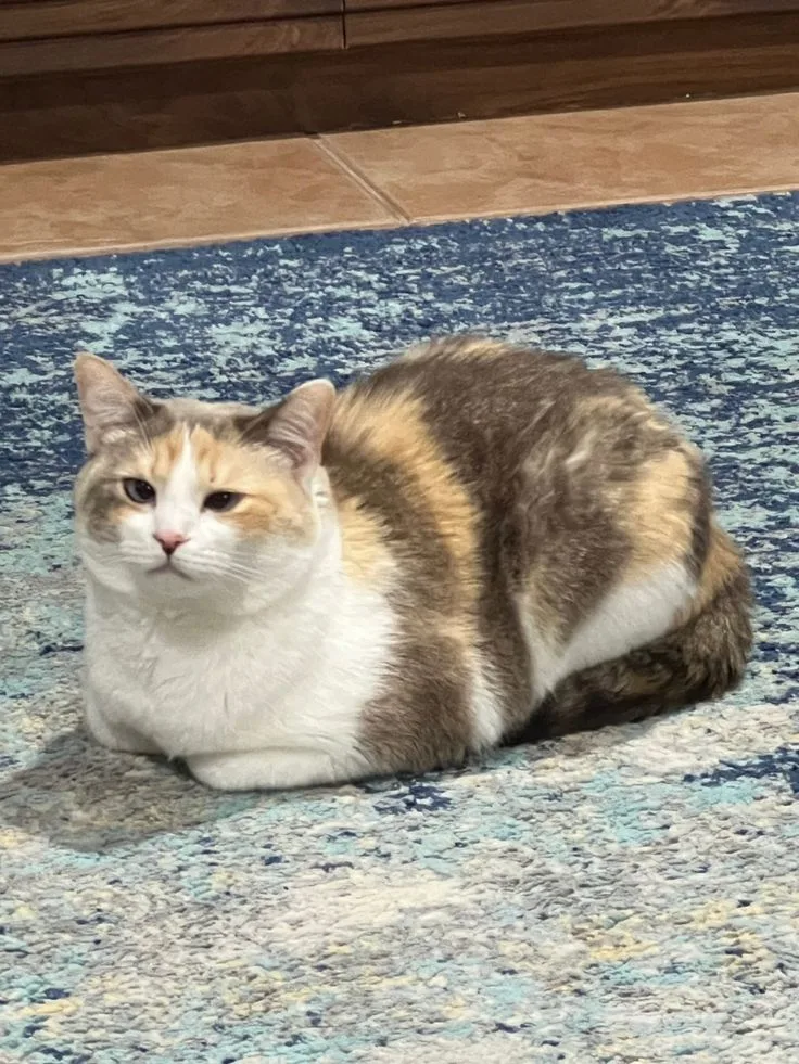 Panko - The cross-eyed Cat
