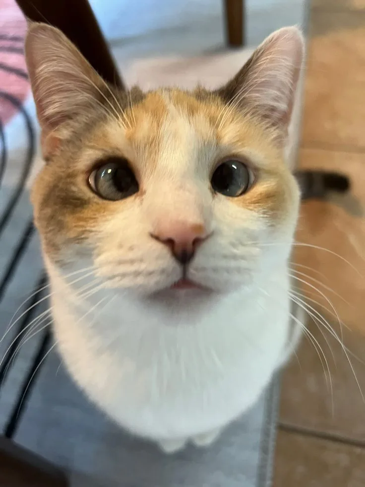 Panko - The cross-eyed Cat