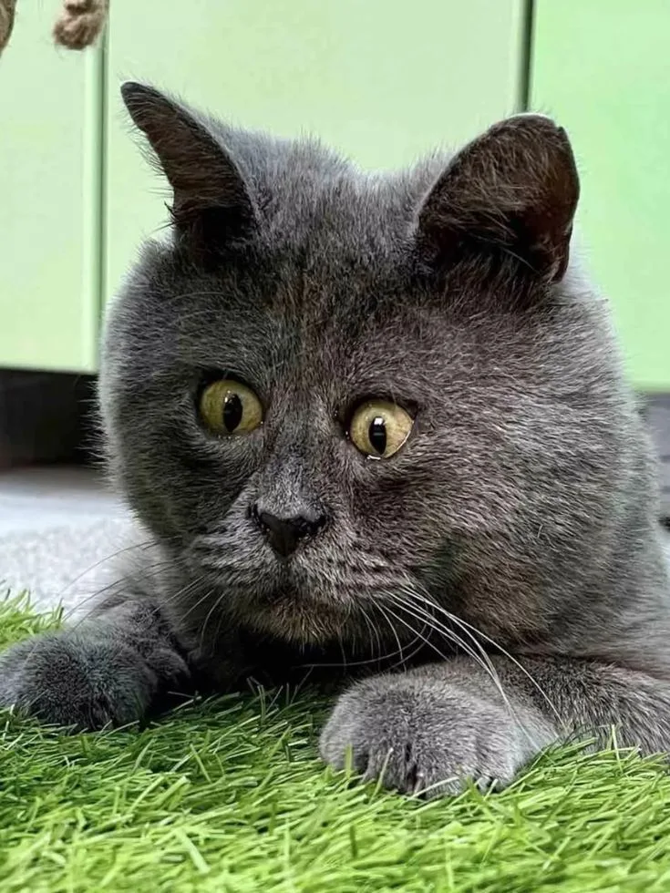 Fedya - Cross-eyed rescue cat