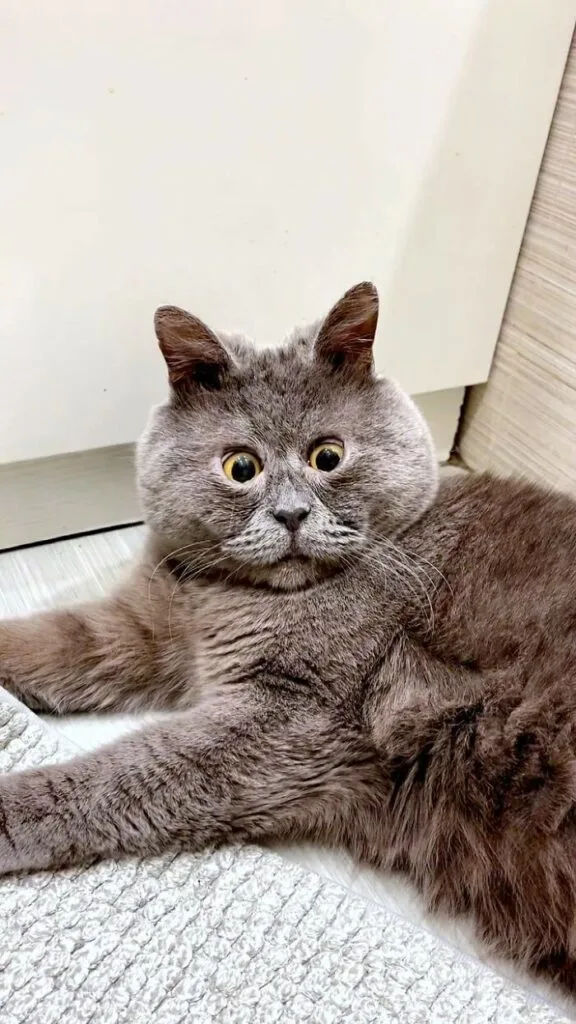 Fedya - Cross-eyed rescue cat