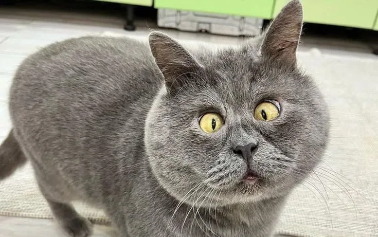Fedya - Cross-eyed rescue cat