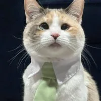 Panko - The cross-eyed Cat