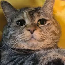 Guangdang Guangdang - The Sad Meow Cat