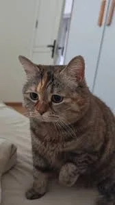 Guangdang Guangdang - The Sad Meow Cat