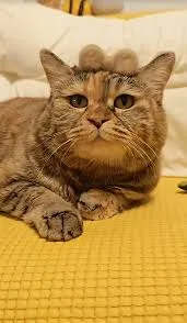 Guangdang Guangdang - The Sad Meow Cat