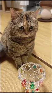 Guangdang Guangdang - The Sad Meow Cat