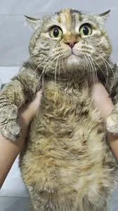Guangdang Guangdang - The Sad Meow Cat