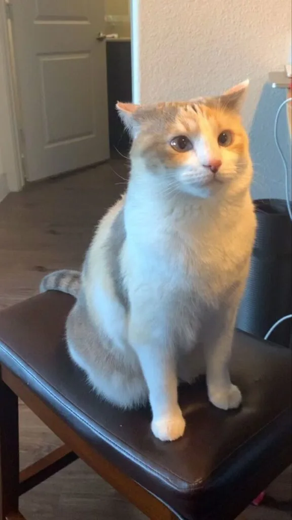 Panko - The cross-eyed Cat