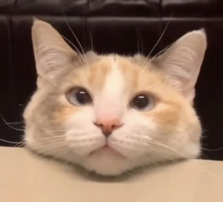 Panko - The cross-eyed Cat