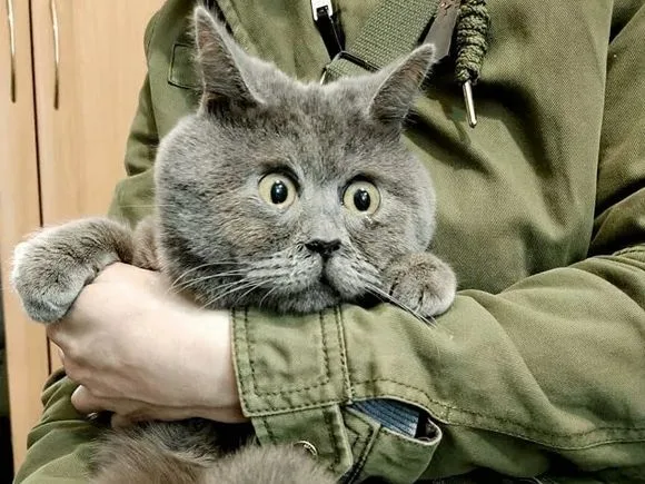 Fedya - Cross-eyed rescue cat