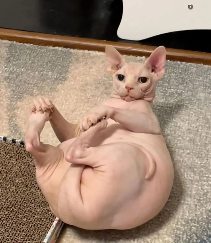 Bingus Bingus - The Purrfect Star