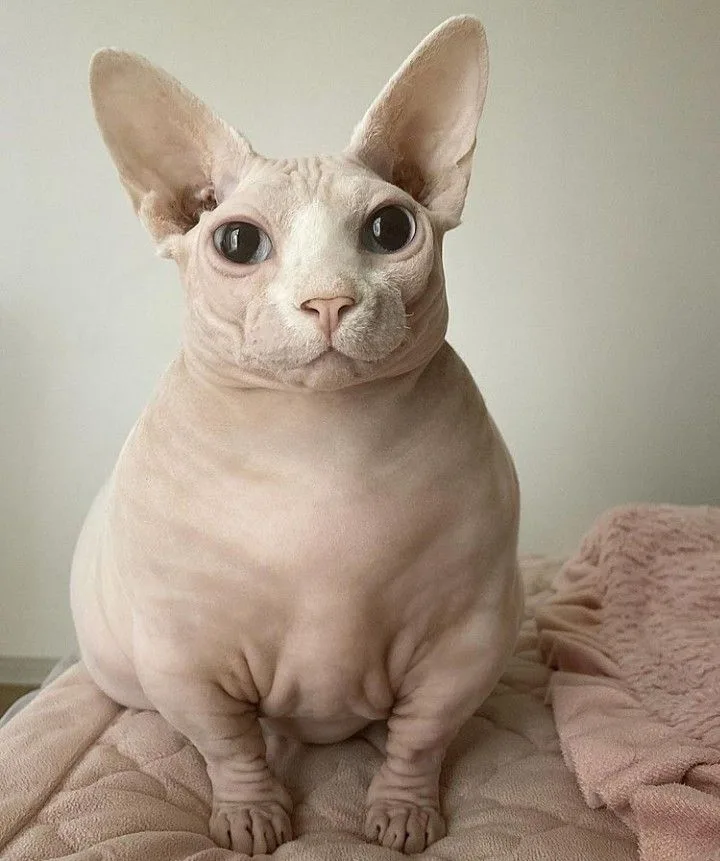 Bingus Bingus - The Purrfect Star